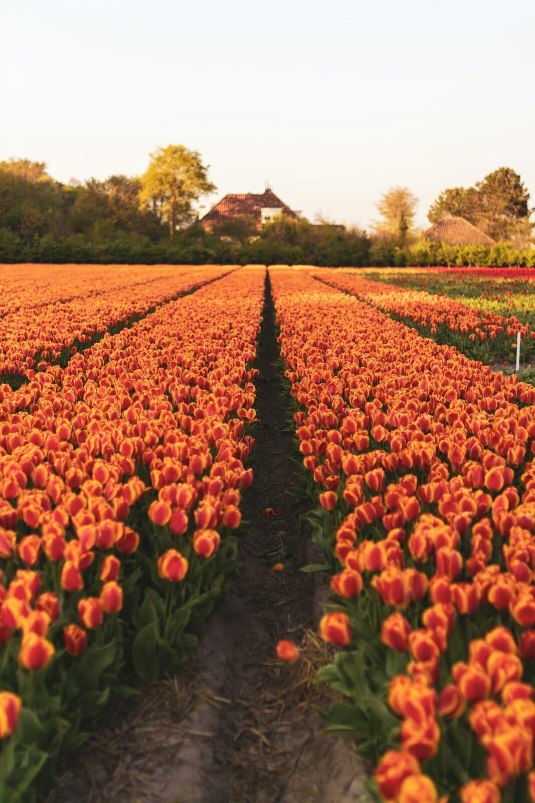 Keukenhof & Bollenstreek
